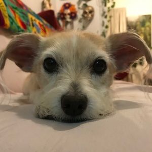 Meet your Posher, Susan